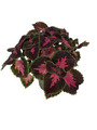 Paletblad 'Coleus' 12 cm potte
